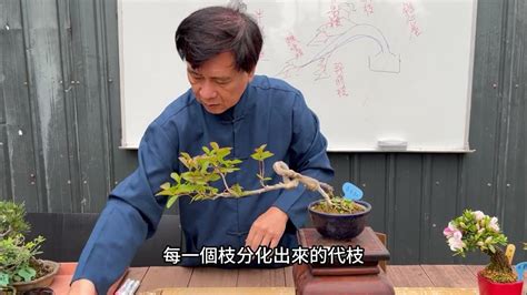 懸崖樹型|你看過生長在懸崖峭壁上的樹嗎？你有觀察過它是如何。